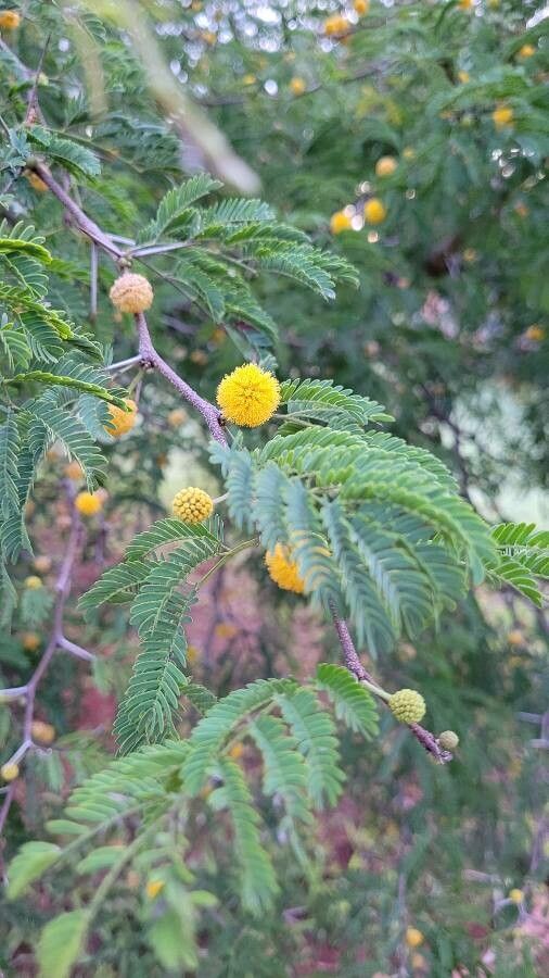Vachellia farnesiana flower