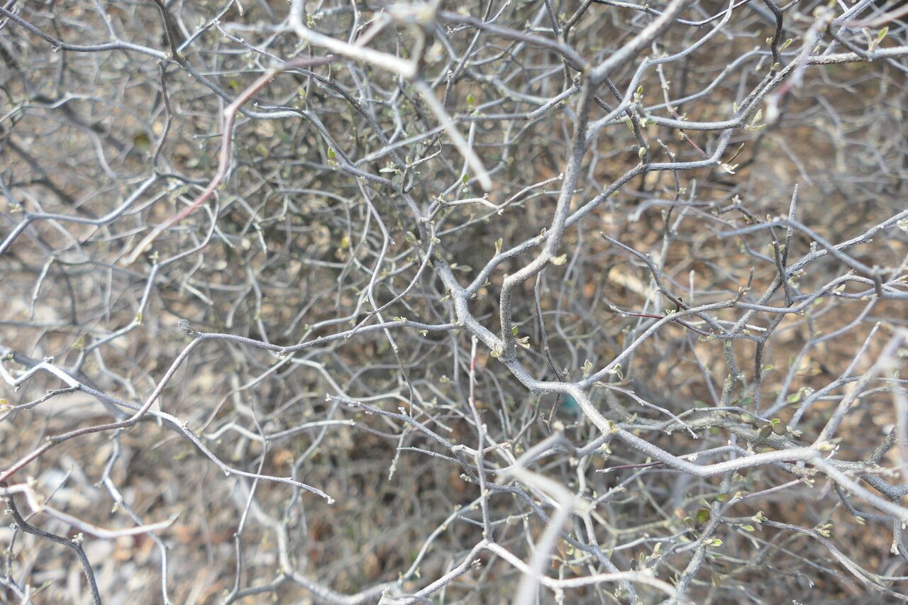 Corokia cotoneaster bark