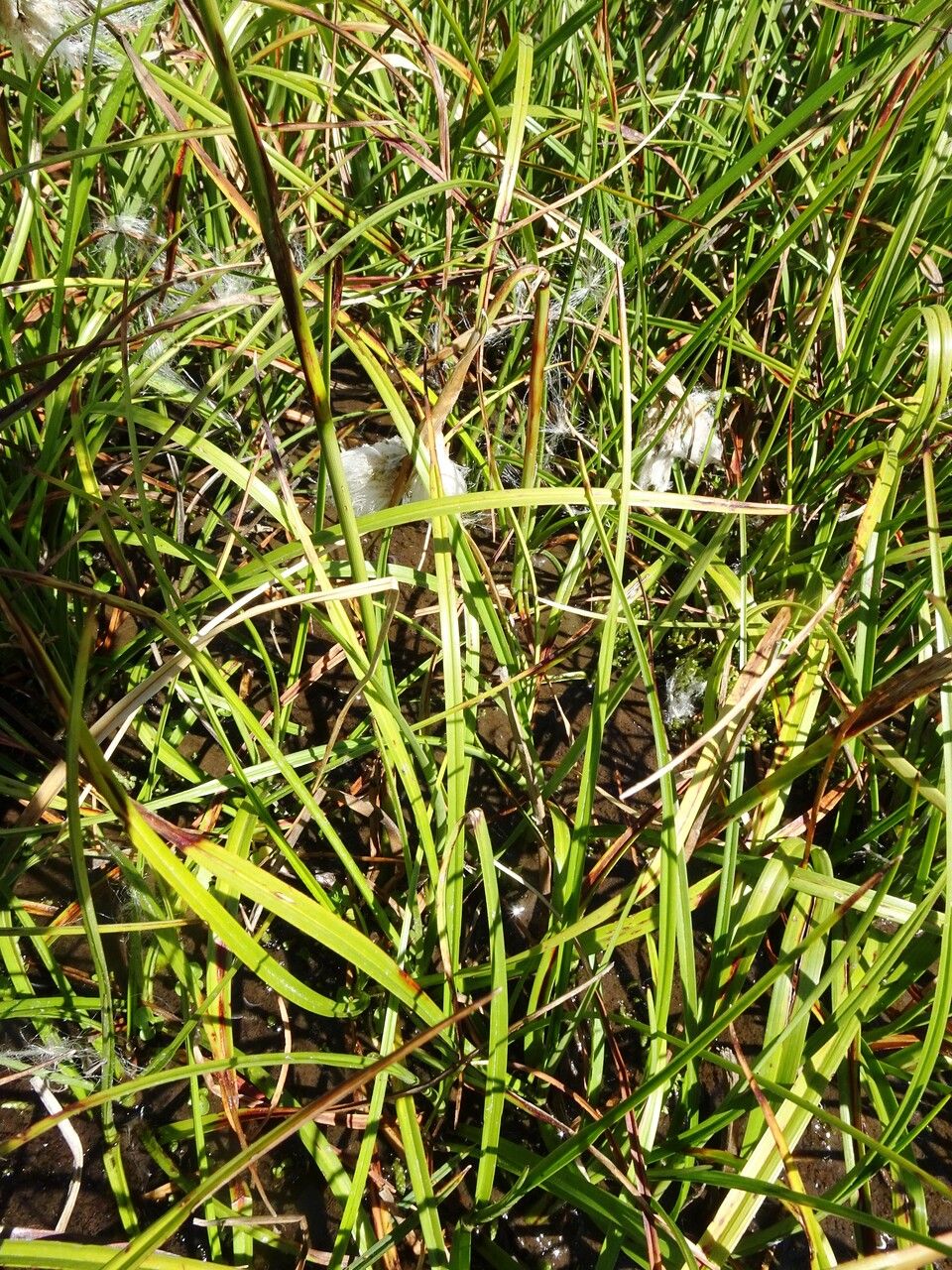 Eriophorum angustifolium — search result for 'Cyperaceae'