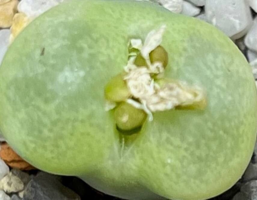 Conophytum subfenestratum — houseplant care guide