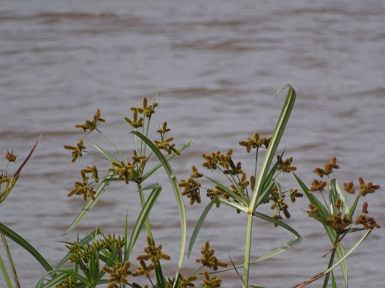 Bolboschoenus fluviatilis — related species from the same genus