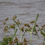 Bolboschoenus fluviatilis