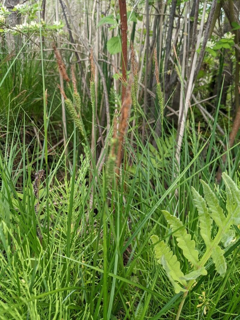 Carex stricta habit