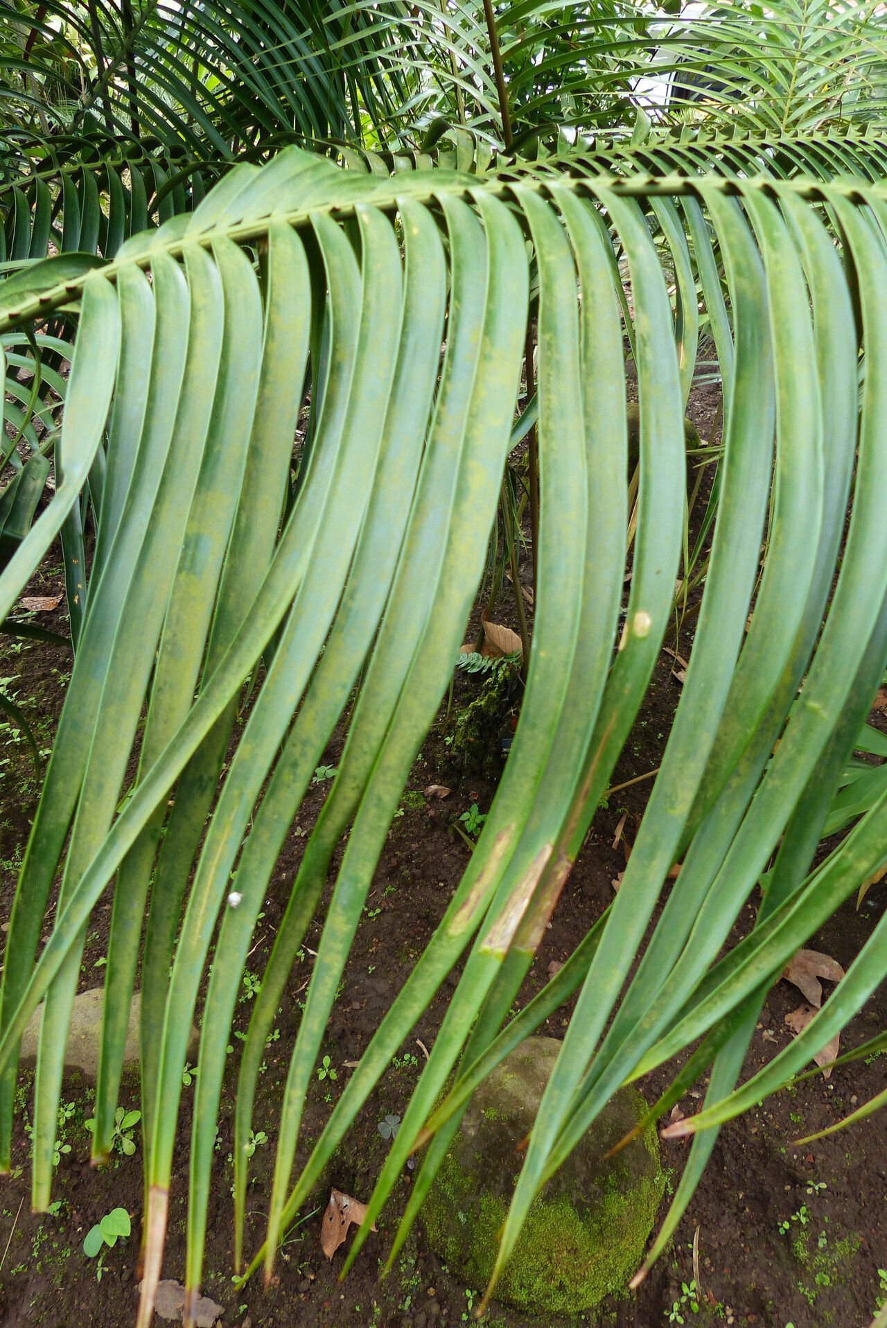 Ceratozamia vovidesii leaf