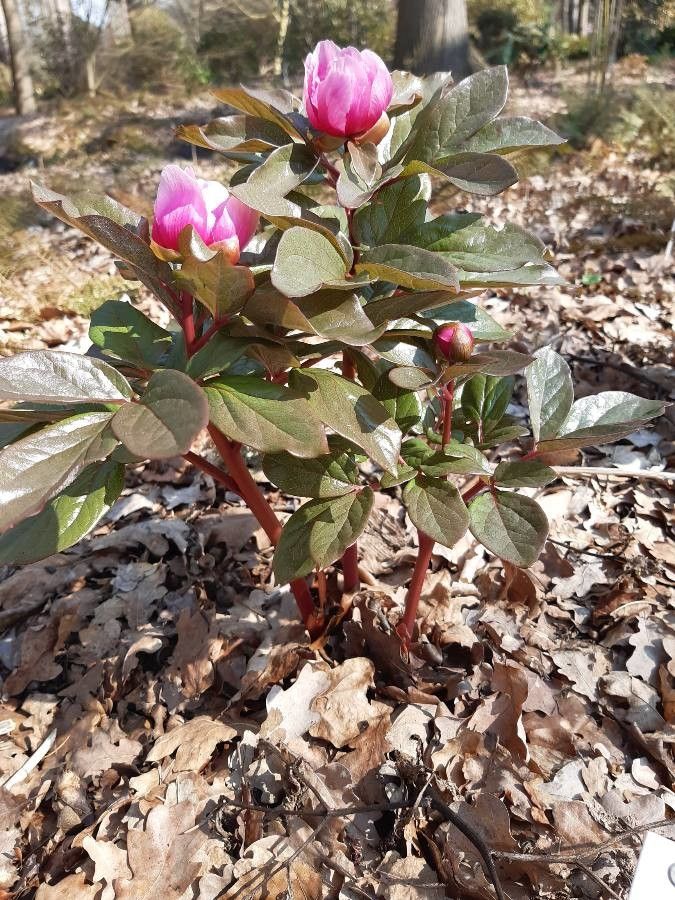 Paeonia corsica habit