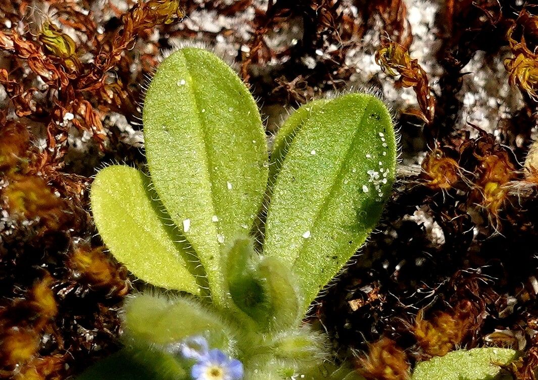Myosotis ramosissima leaf