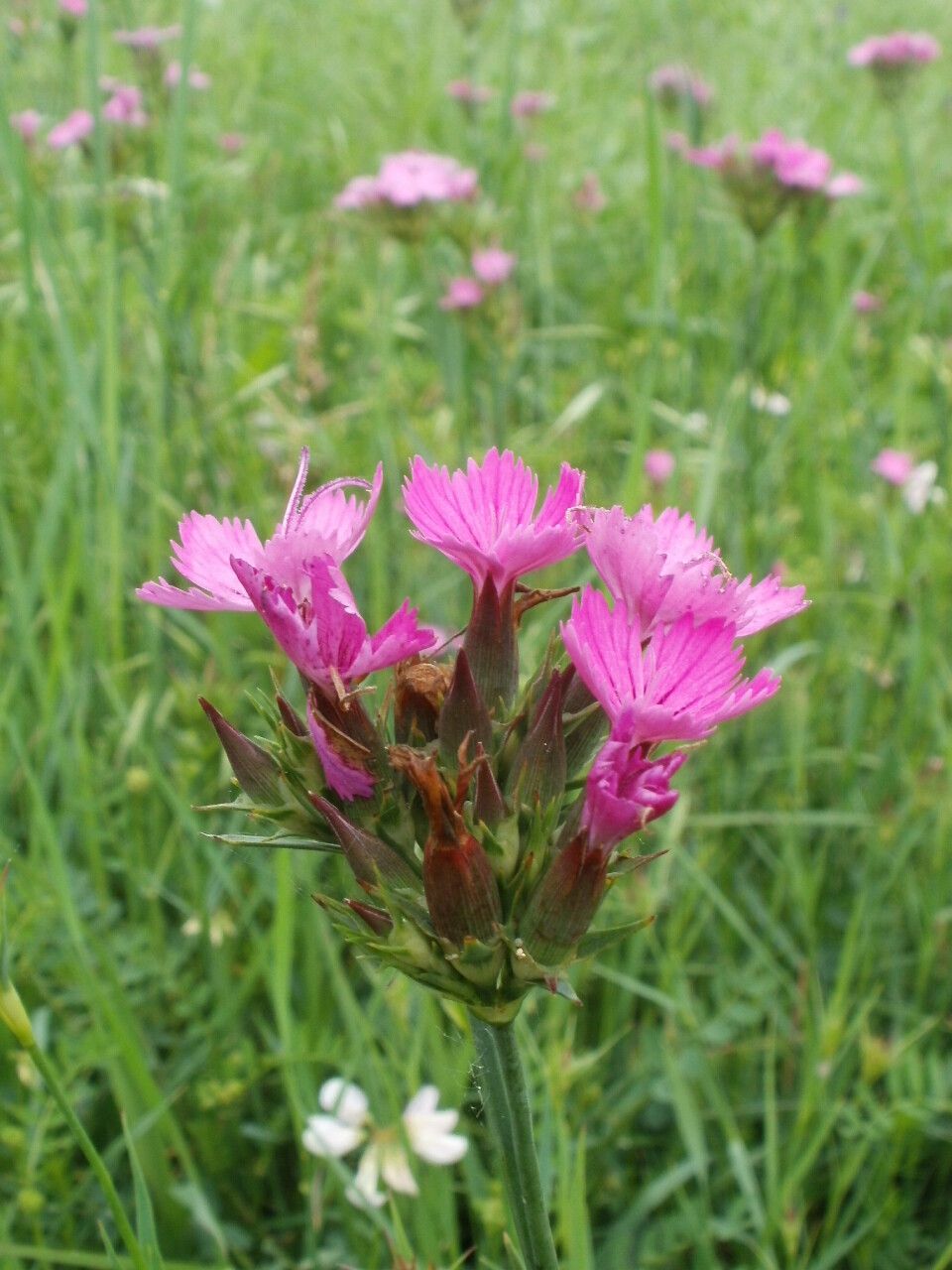 Dianthus trifasciculatus flower