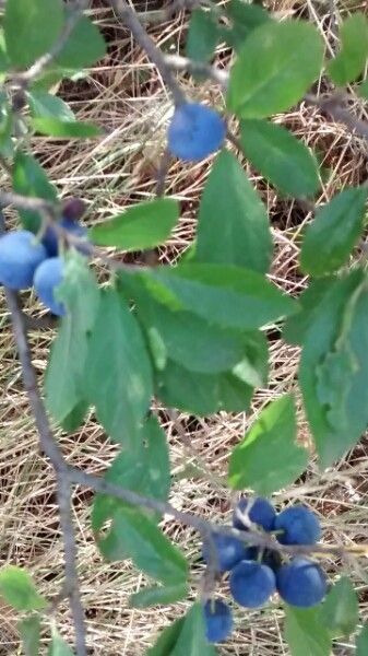 Vaccinium uliginosum — search result for 'Vaccinium'
