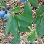 Vaccinium uliginosum