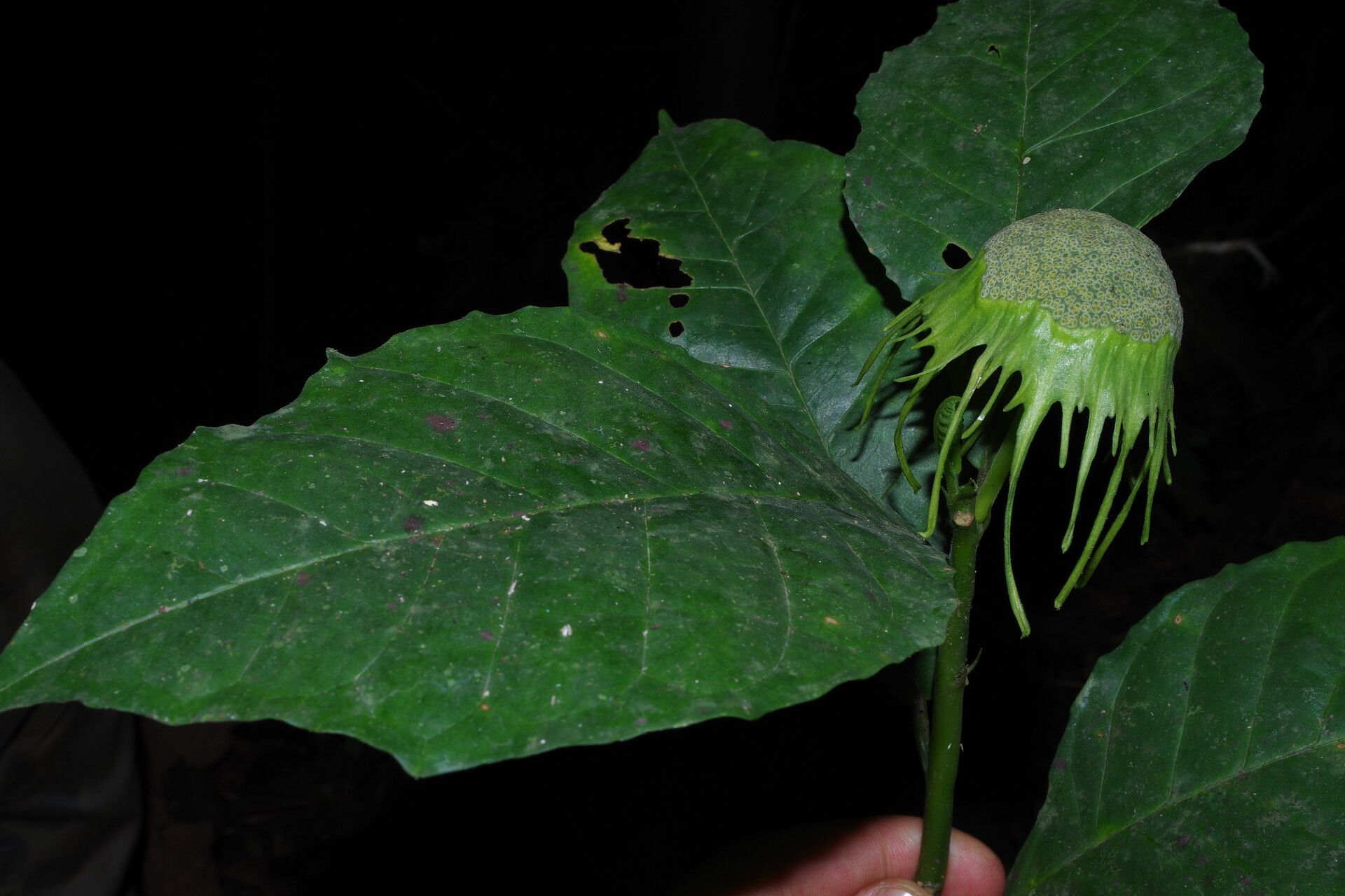 Dorstenia barteri other