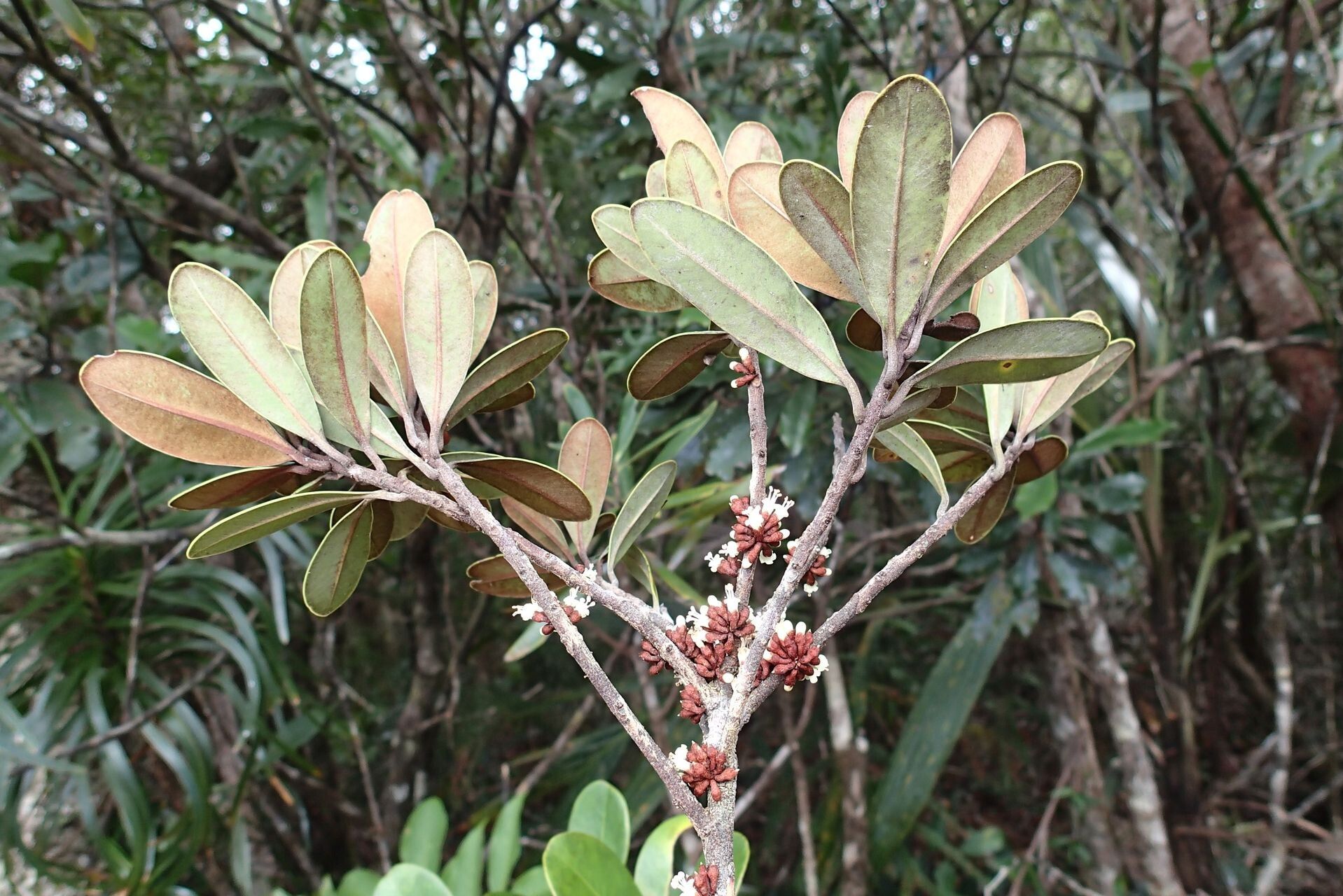 Pycnandra obscurinerva habit
