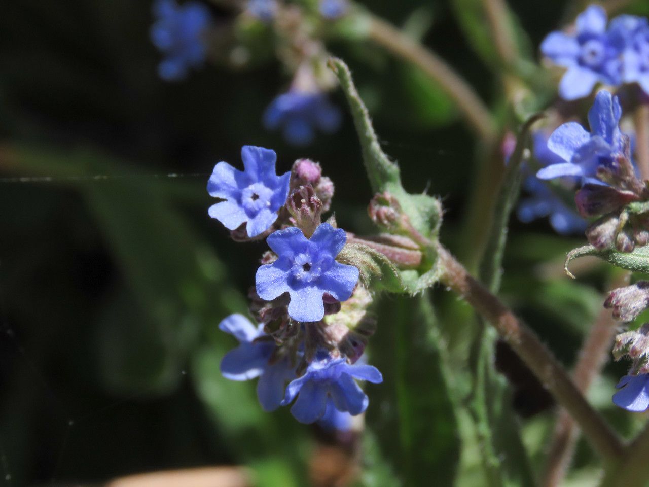 Cynoglottis barrelieri flower