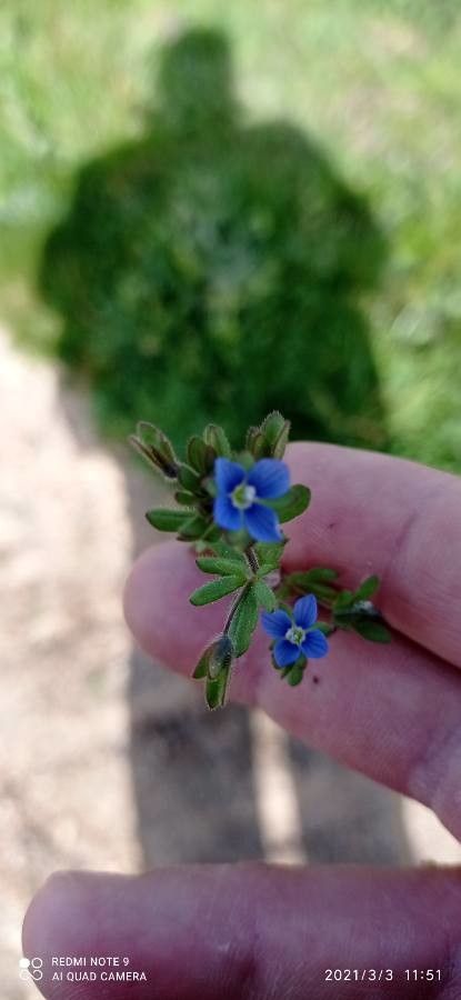 Veronica triphyllos flower