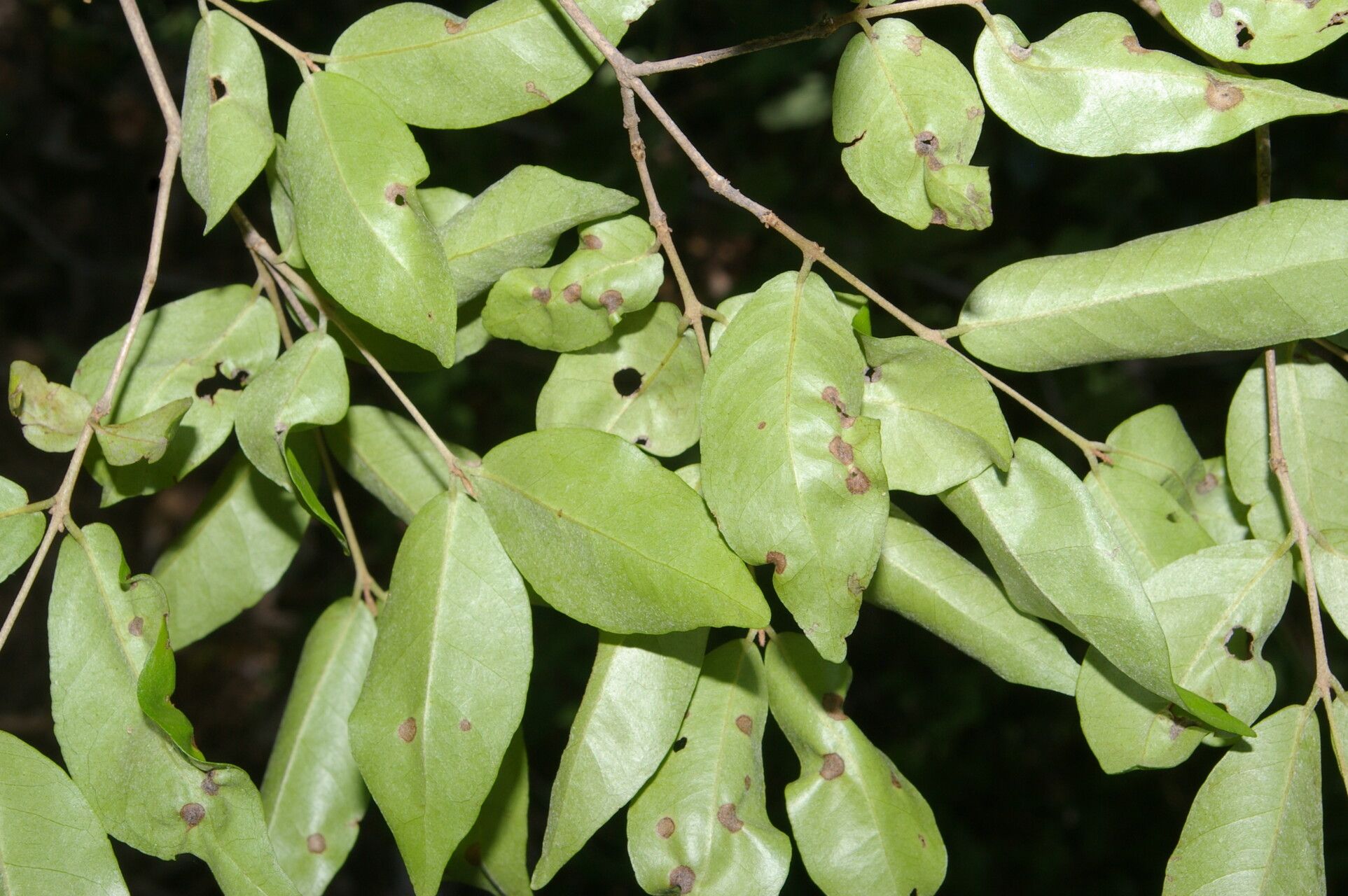 Eugenia paloverdensis leaf