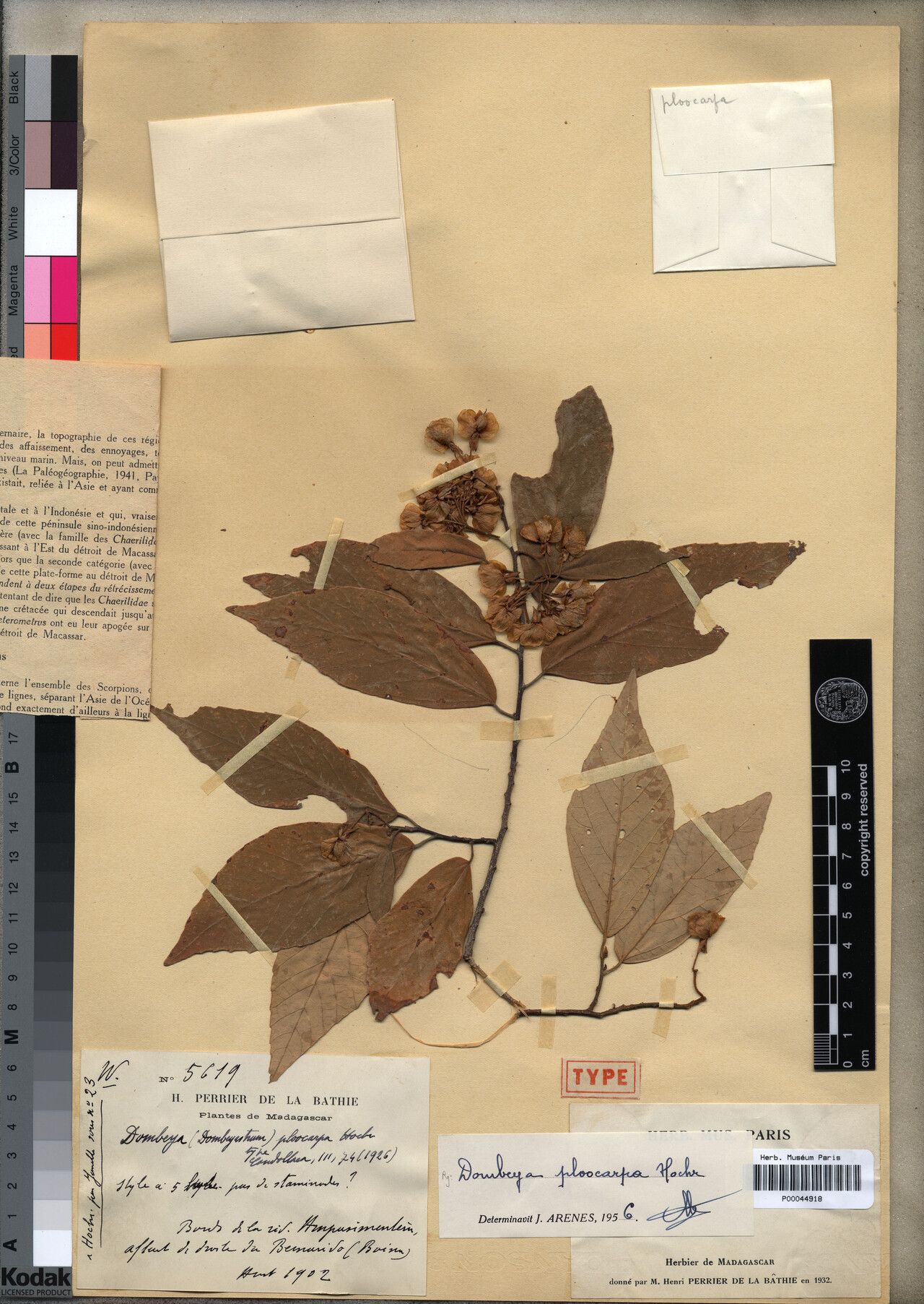 Dombeya ploocarpa — houseplant care guide