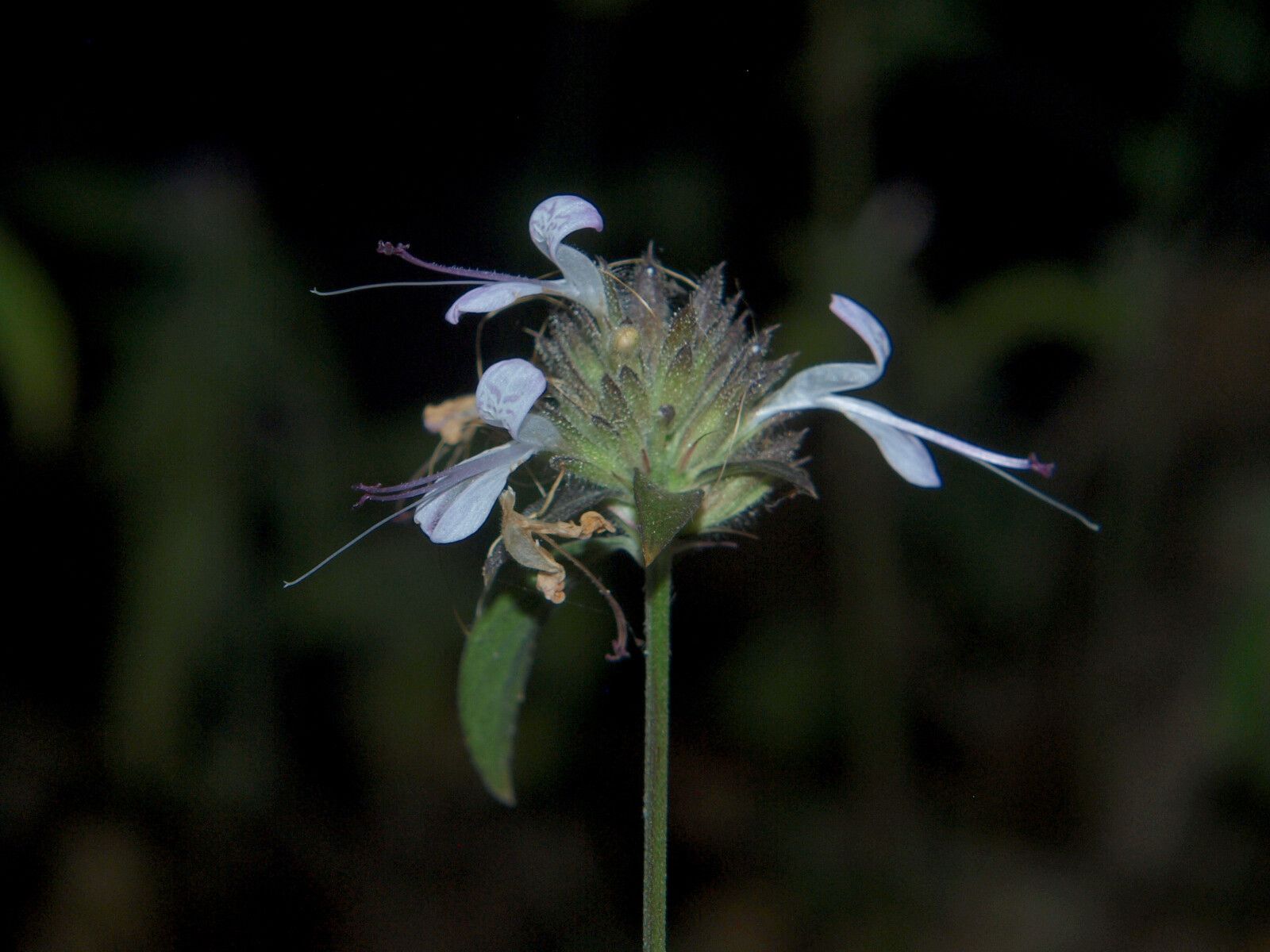 Dicliptera carvalhoi — houseplant care guide