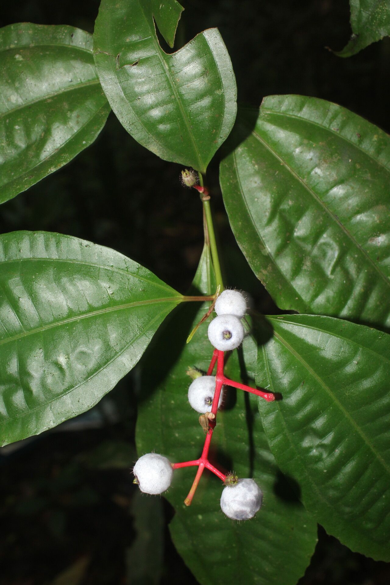 Miconia lateriflora flower