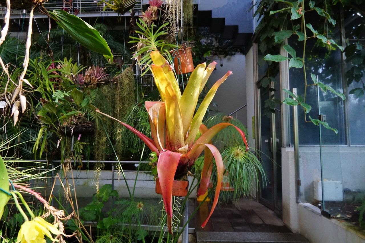 Aechmea blanchetiana flower