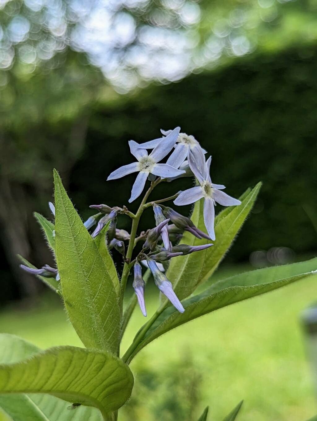 Amsonia elliptica flower