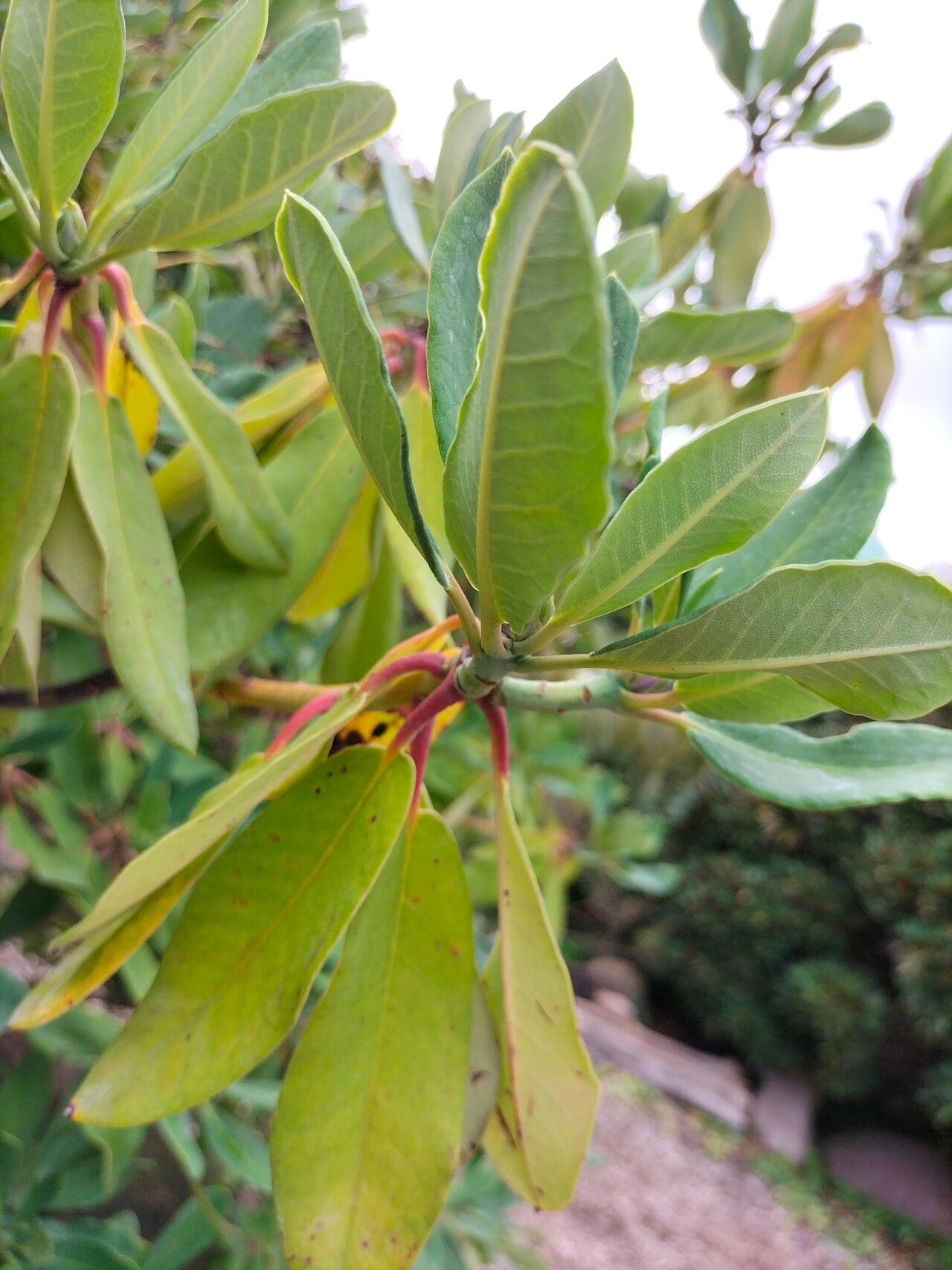 Rhododendron × planetum — houseplant care guide