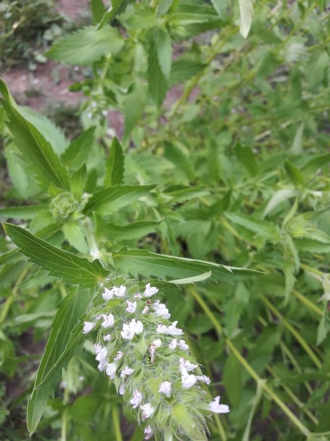 Dracocephalum parviflorum flower