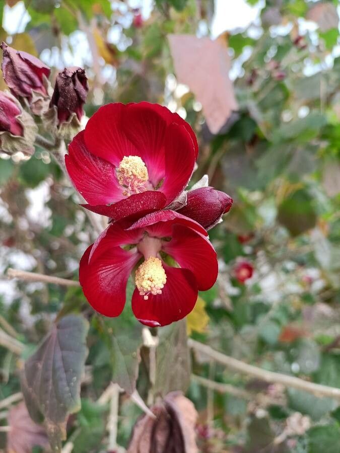 Phymosia umbellata flower