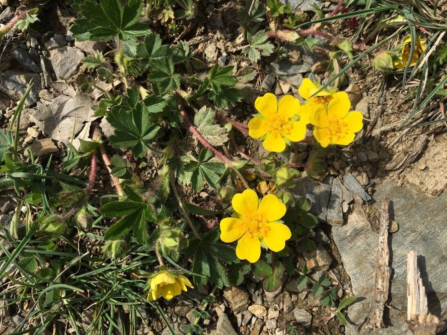 Potentilla brauneana flower