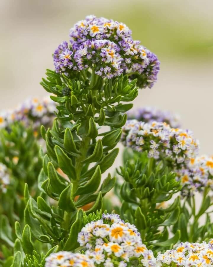 Heliotropium chenopodiaceum — search result for 'Heliotropium'