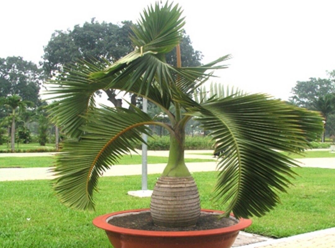 Hyophorbe lagenicaulis — houseplant care guide