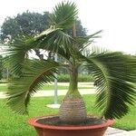 Hyophorbe lagenicaulis