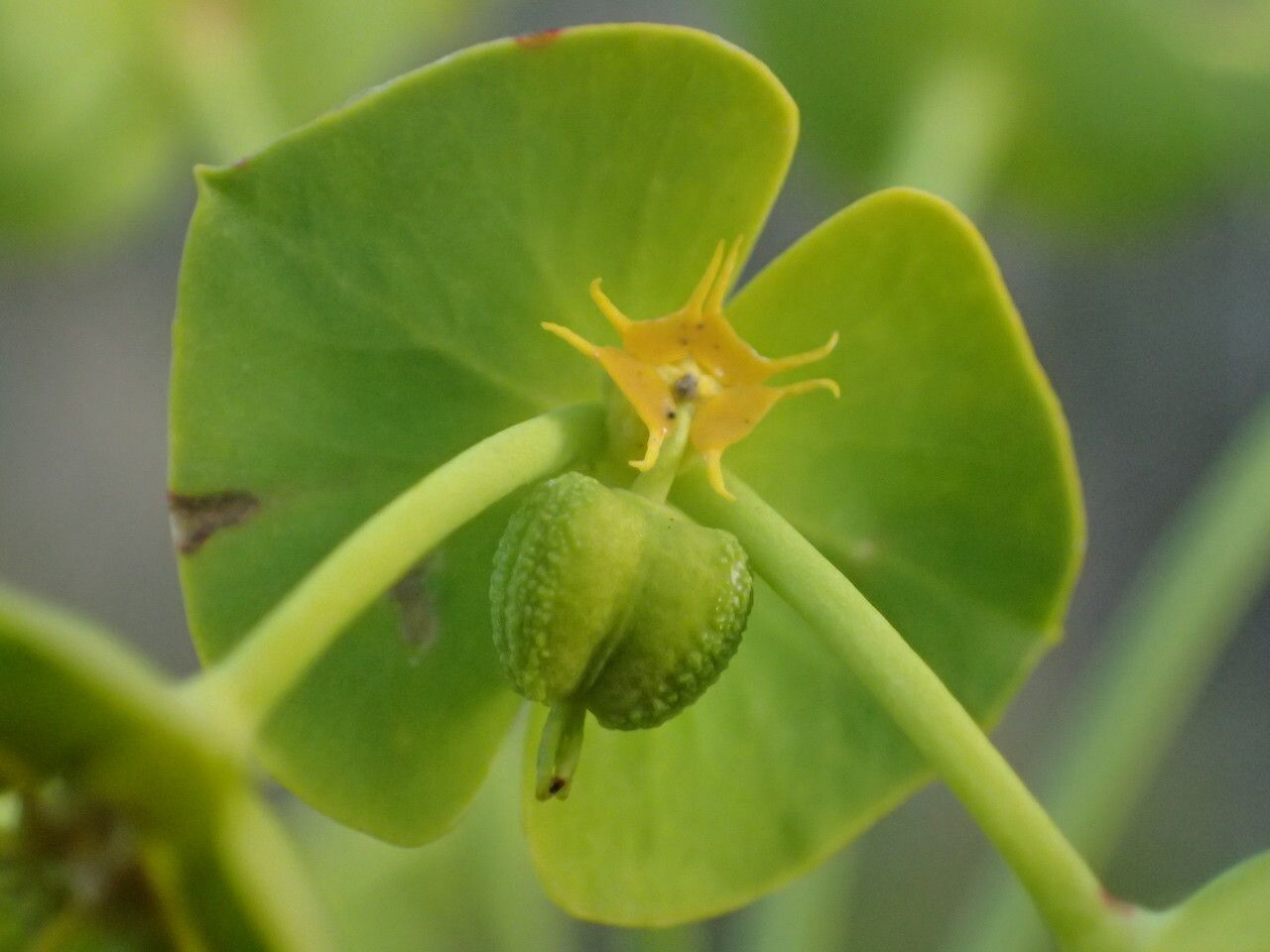 Euphorbia segetalis fruit