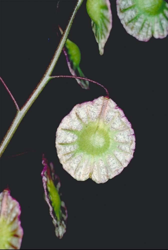 Thysanocarpus radians fruit
