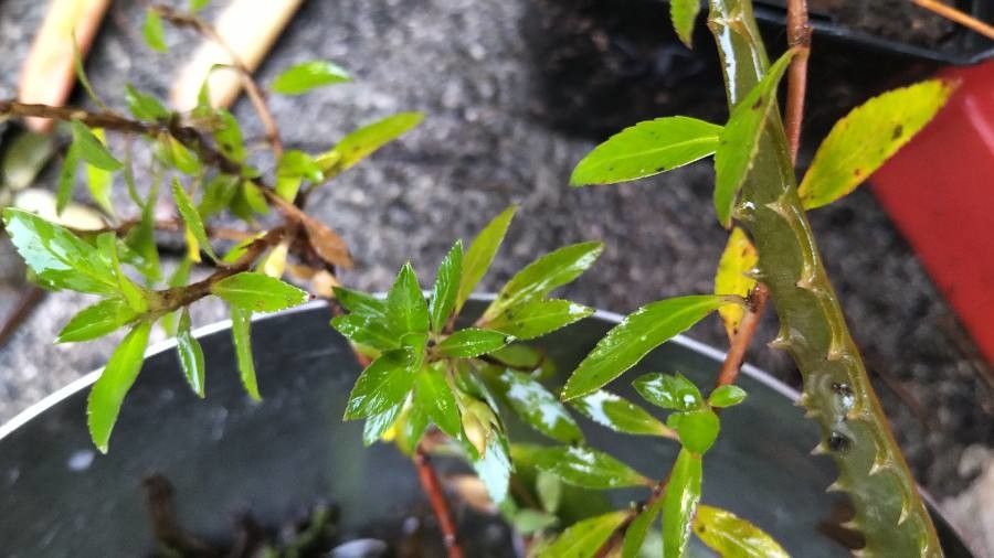 Sauvagesia erecta leaf