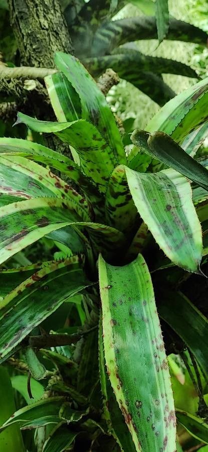 Aechmea orlandiana leaf