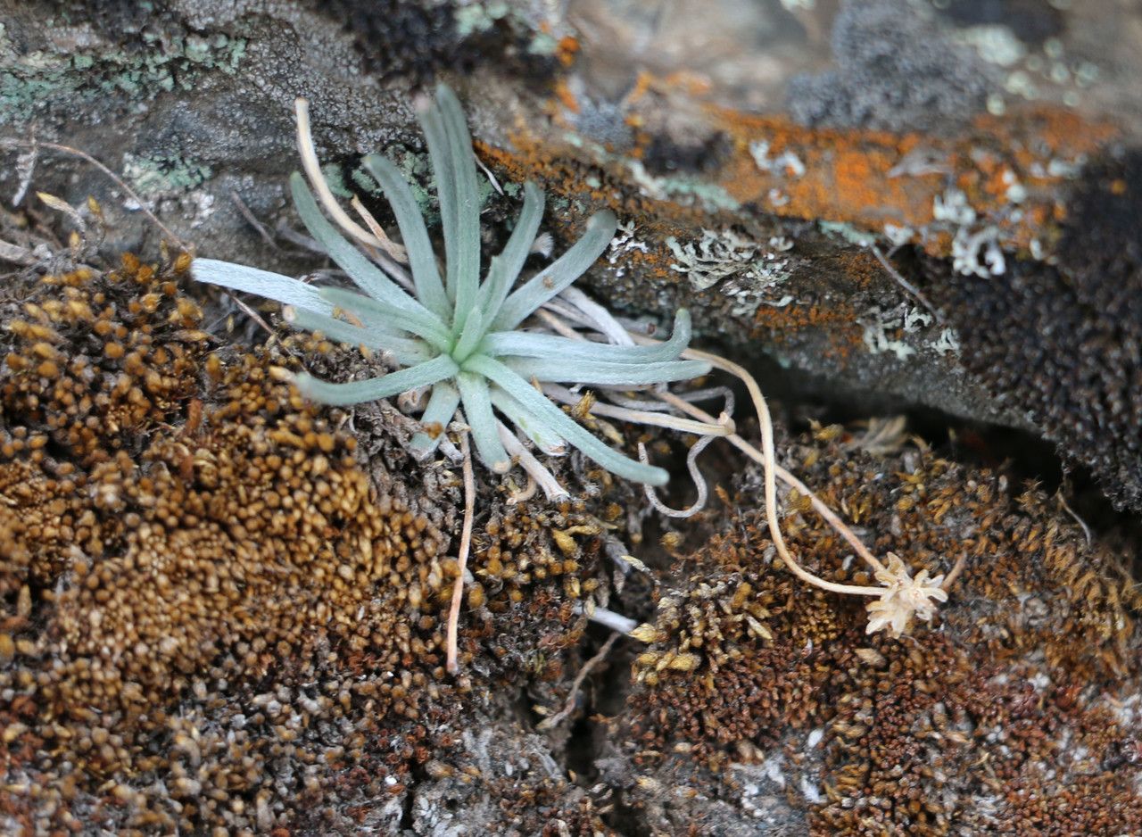 Plantago sericea habit