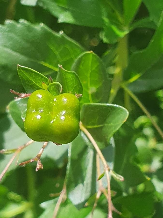 Rotheca myricoides fruit