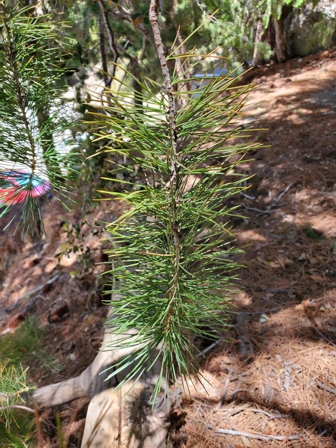 Pinus lambertiana — search result for 'Pinus'