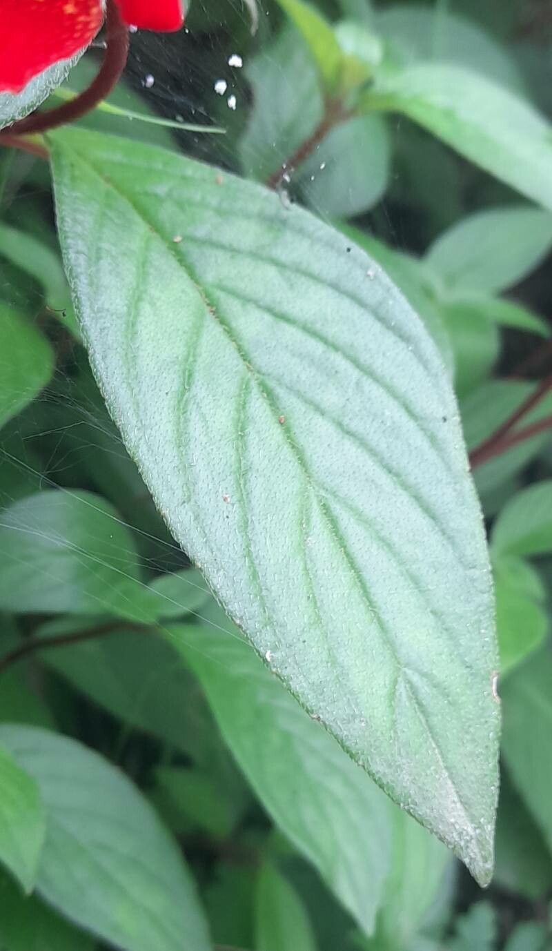 Seemannia nematanthodes leaf