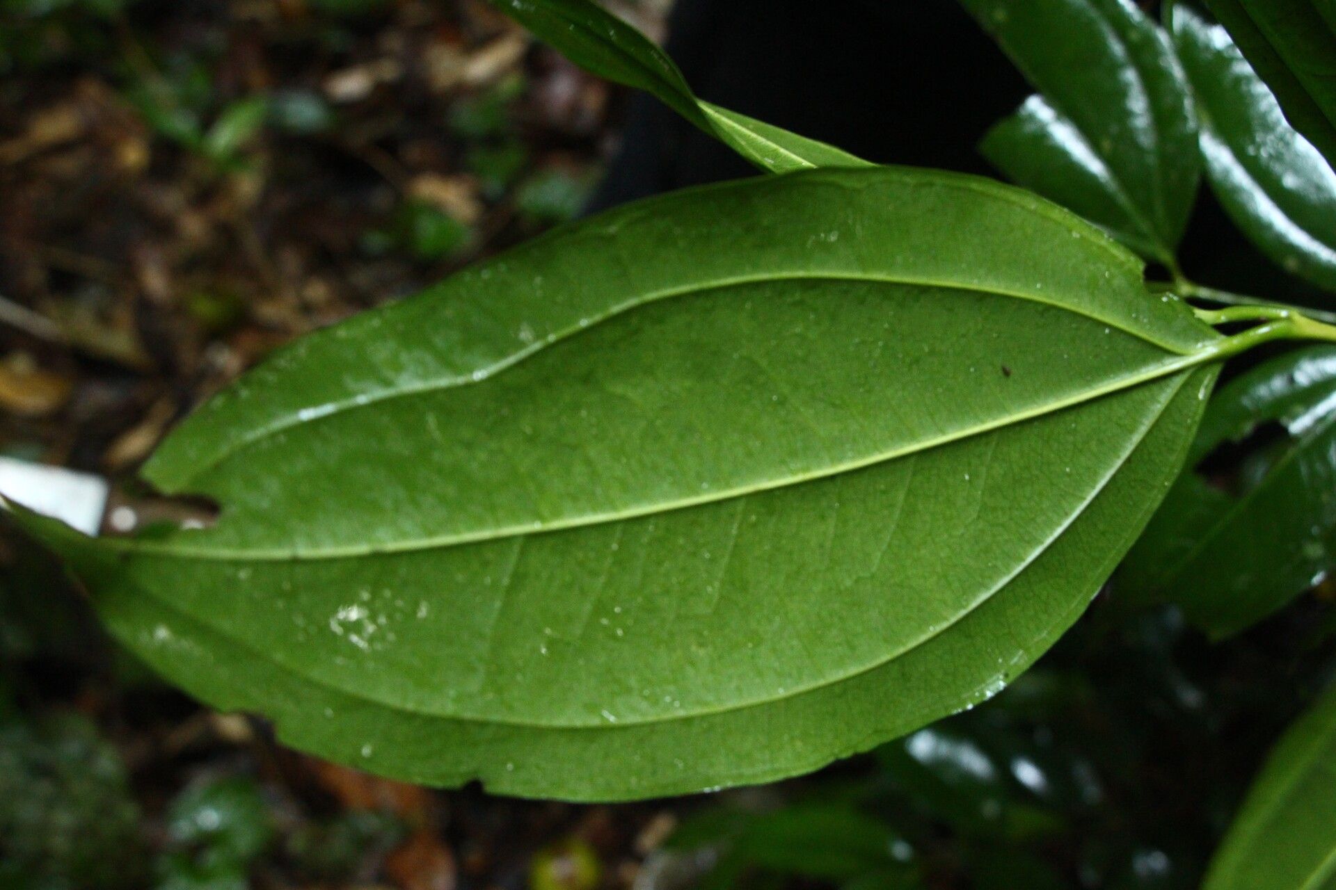 Strychnos icaja leaf