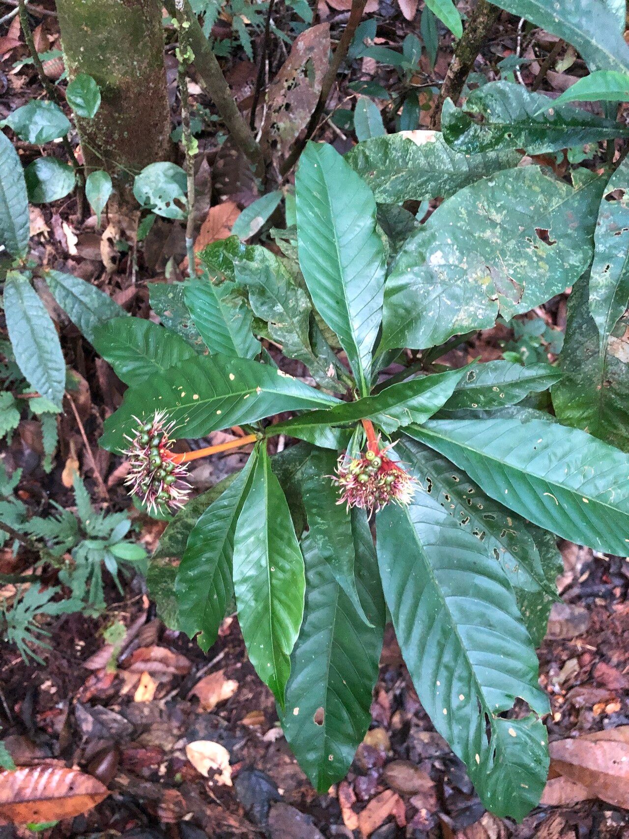Palicourea virens habit