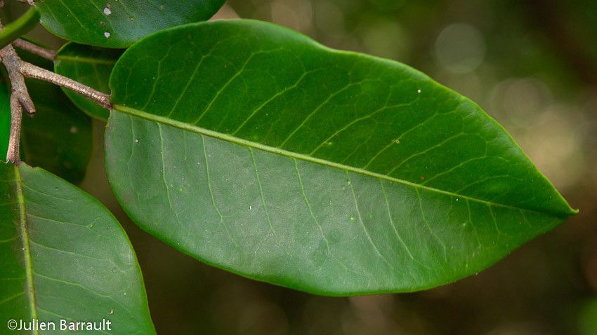Geijera cauliflora — related species from the same genus
