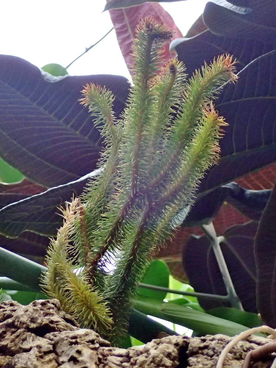 Huperzia squarrosa habit