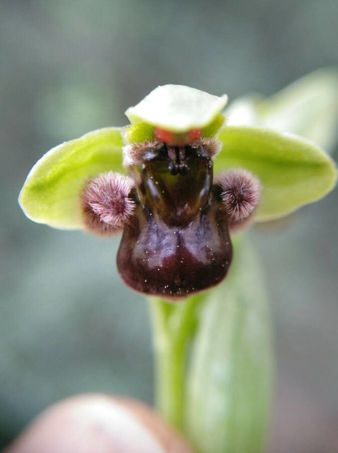 Ophrys bombyliflora flower