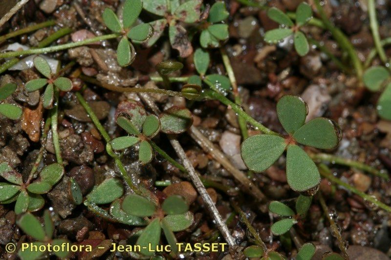 Marsilea batardae — related species from the same genus