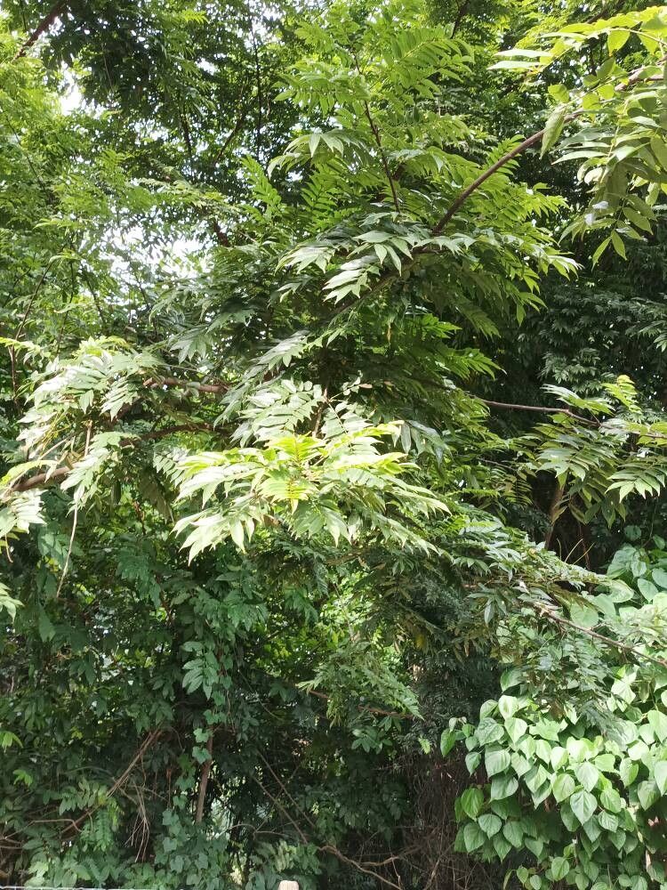 Millettia eetveldeana — houseplant care guide