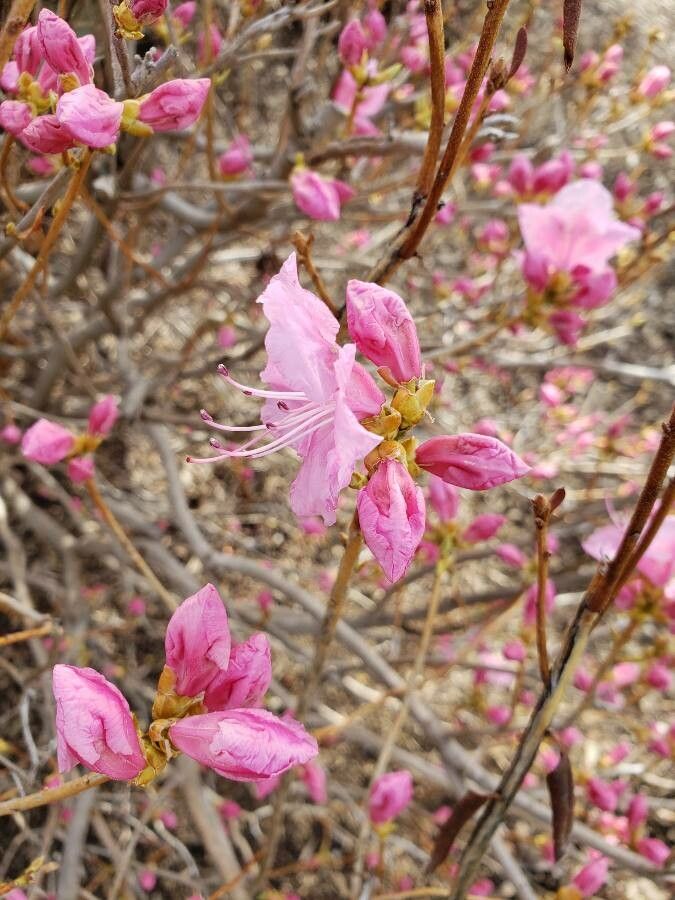 Rhododendron mucronulatum flower