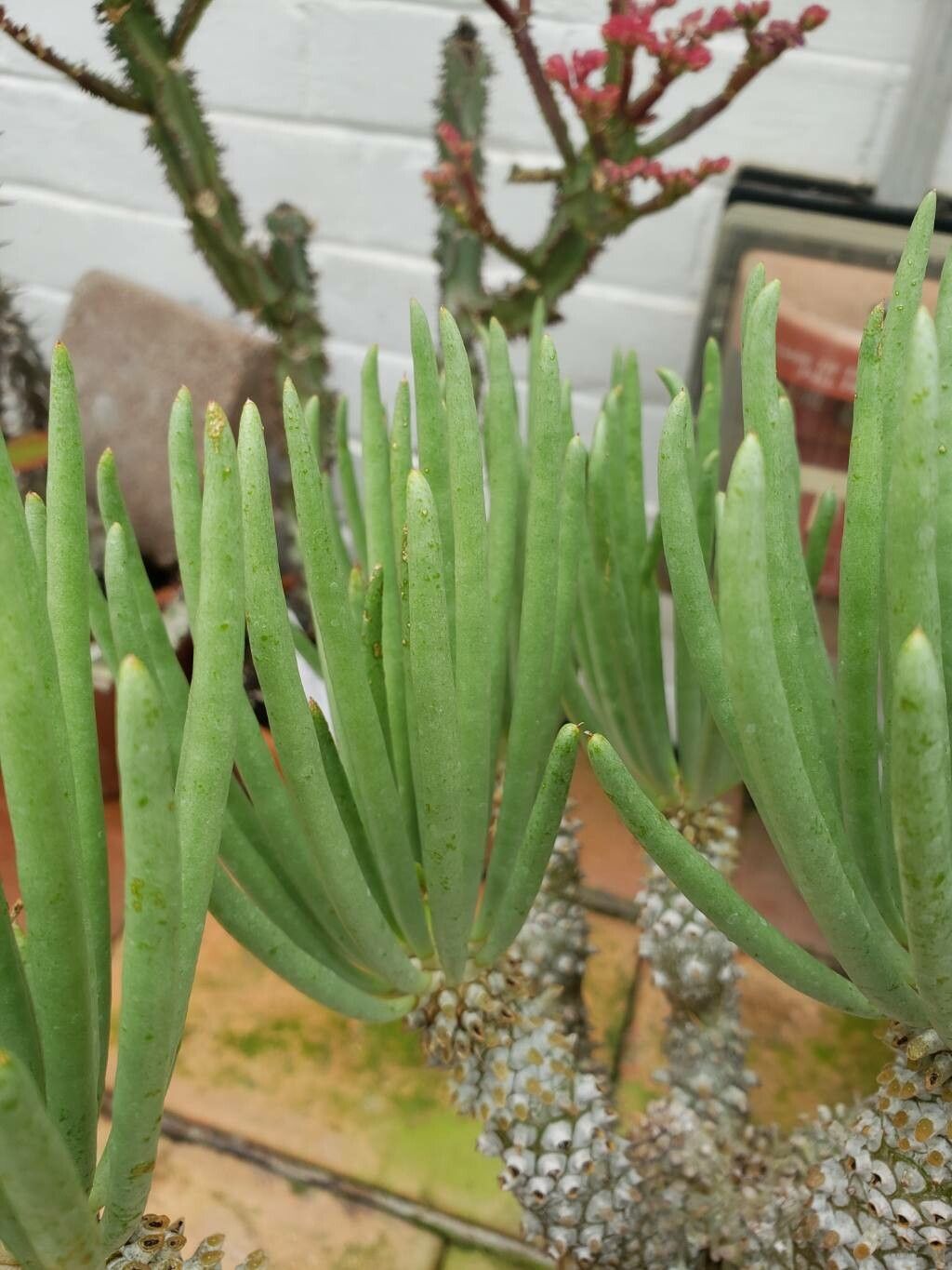 Tylecodon wallichii — houseplant care guide