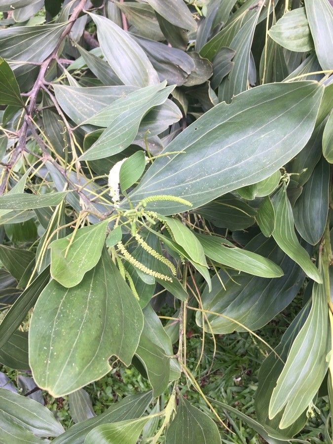 Acacia mangium — search result for 'Guinea'