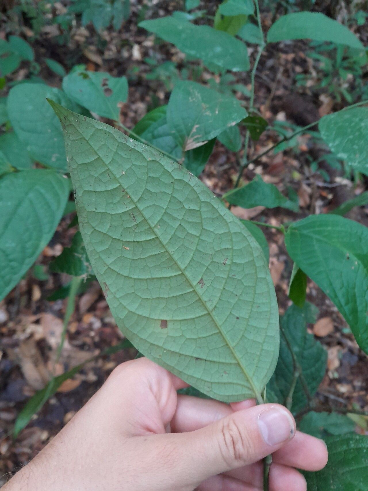 Piper bartlingianum leaf