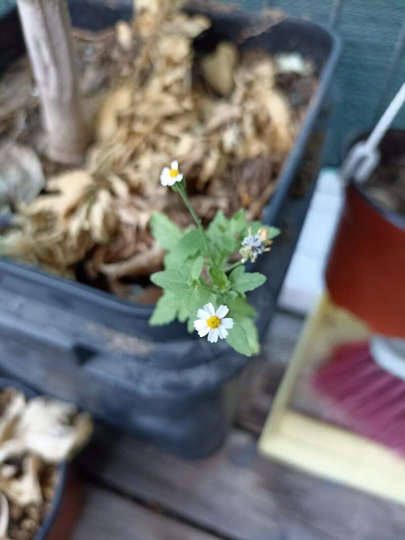 Perityle microglossa flower